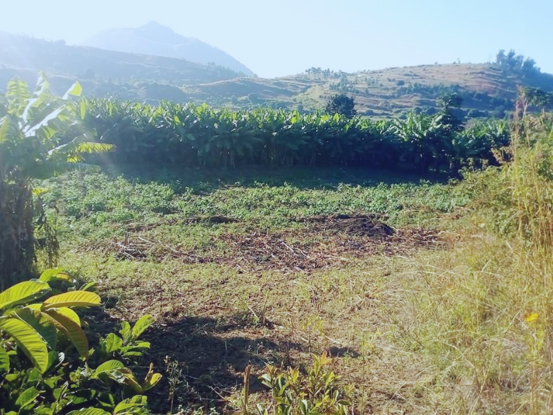 TERRAIN A VENDRE ROUTE AMPEFY  Miniature 1