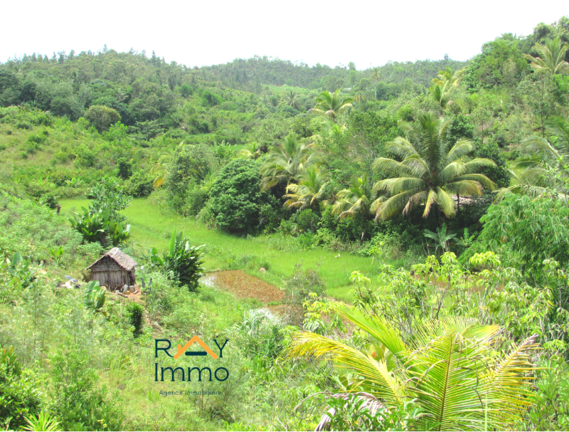 Grand TERRAIN Agricole Et Constructible Tanandava Toamasina - Tamatave, Madagascar