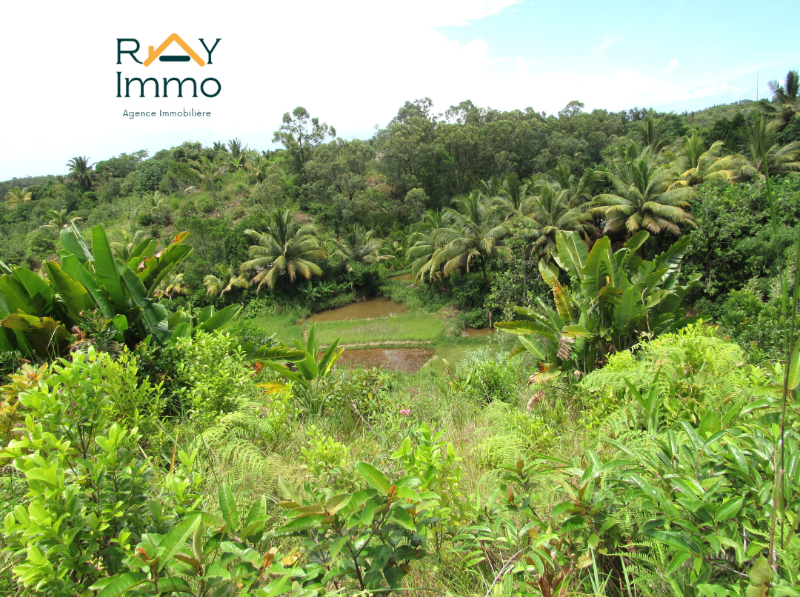 Grand TERRAIN Agricole Et Constructible Tanandava Toamasina Miniature 1
