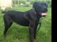 Cane Corso a vendre image 0