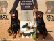Chiots Rottweiler disponibles