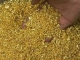 poudre d'or et linguot d'or en vente image 2