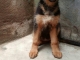 CHIOTS BERGER ALLEMAND image 0