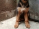 CHIOTS BERGER ALLEMAND