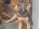CHIOTS BERGER ALLEMAND image 1