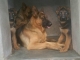 CHIOTS BERGER ALLEMAND image 2