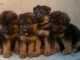 CHIOTS BERGER ALLEMAND image 0