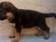 CHIOTS BERGER ALLEMAND image 1