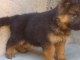 CHIOTS BERGER ALLEMAND image 3