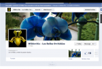 Wildorchis - Les Belles Orchid image 0